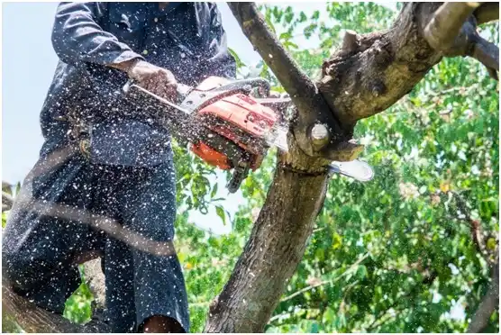 tree services Camp Douglas